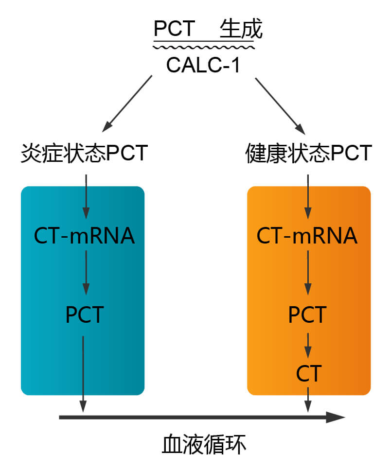 降鈣素原(PCT)在炎癥與非炎癥體內的變化 降鈣素原(PCT)在炎癥與非炎癥體內的變化