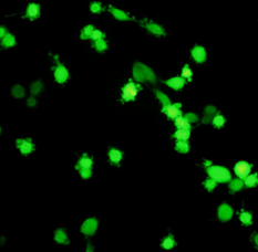P3實(shí)驗(yàn)室K79d9新冠活病毒檢測(cè)