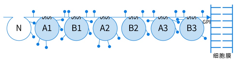 CEA molecular model based on cDNA structure CEA molecular model based on cDNA structure