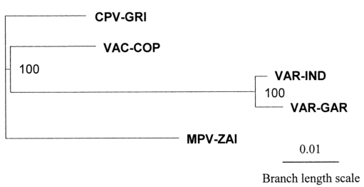 MPV、VAR、CPV、VAC末端可變基因組序列系統(tǒng)發(fā)育樹分析