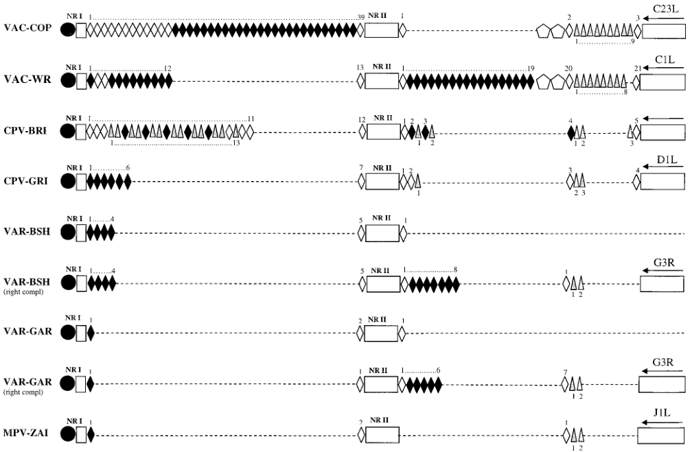 MPV和其他正痘病毒ITR區(qū)域內(nèi)串聯(lián)重復模式