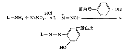 重氮鹽偶聯(lián)法 重氮鹽偶聯(lián)法