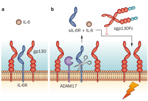 IL-6生物學(xué)功能