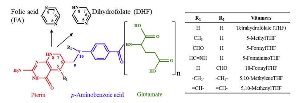 葉酸(Folate)的結(jié)構(gòu)