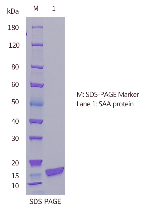 SAA 抗原SDS-PAGE 圖（歐凱生物）