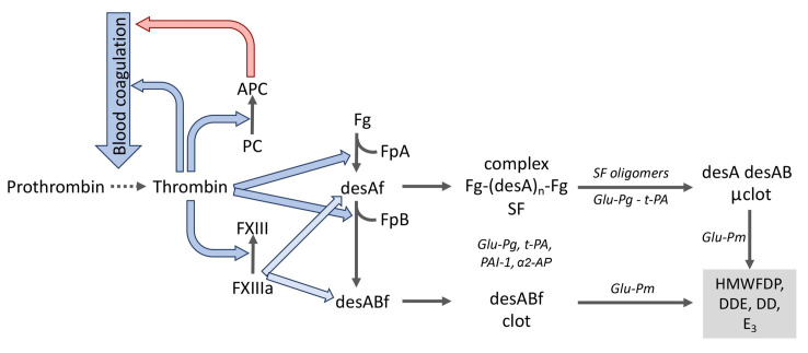 凝血激活、纖溶及蛋白C系統(tǒng)中的分子相互作用