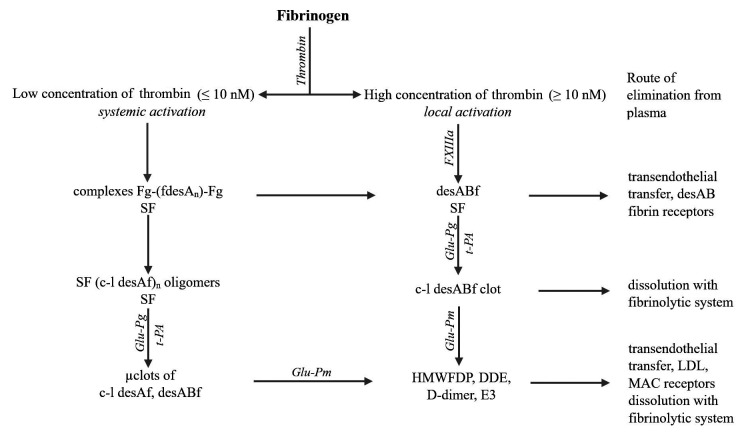SF、凝塊和聚合纖維片段的形成、溶解及去除方式